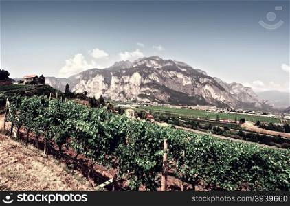 The Vineyard at the Foot of the Italian Alps, Vintage Style Toned Picture