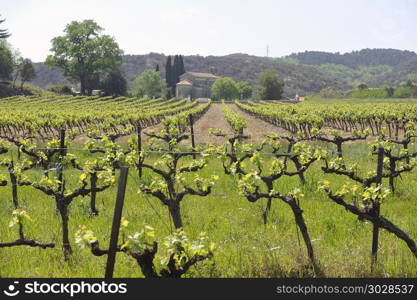 The vineyards in the spring in the French village of the Gard department in Tornac. The vineyards in the spring