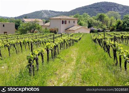 The vineyards in the spring in the French village of the Gard department in Tornac. The vineyards in the spring