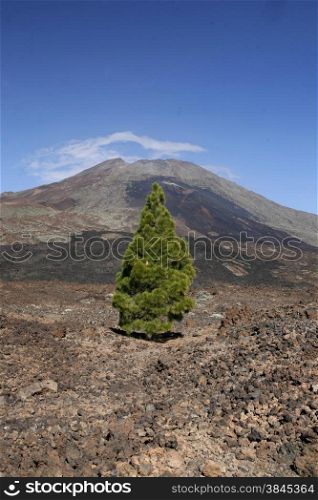 The Volcano Teide on the Island of Tenerife on the Islands of Canary Islands of Spain in the Atlantic. . SPAIN CANARY ISLAND TENERIFE