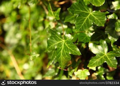 The wall covered by green leaves. Natural background from climbing plants