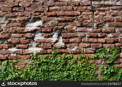 The wall is made of brick and then painted in white. There are creepers on the left wall. This wall is popular in English style. Also known as a vintage style. as background with copy space.