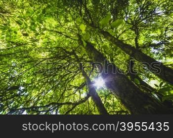 The warm spring sun shining through the canopy of tall beech trees