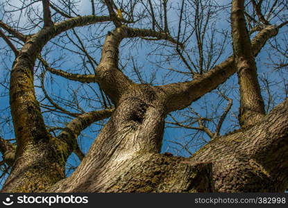 The warm spring sunlight shines through old trees, creating beautiful patterns. Suitable for making through the background.