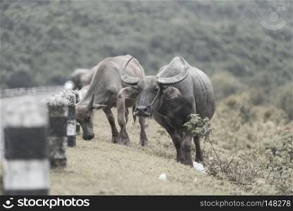 the water buffalo in Thailand, vintage soft tone