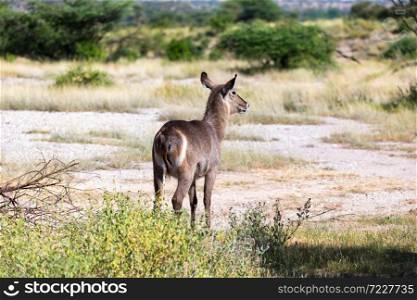 The waterbuck is looking for something in the savannah. A waterbuck is looking for something in the savannah