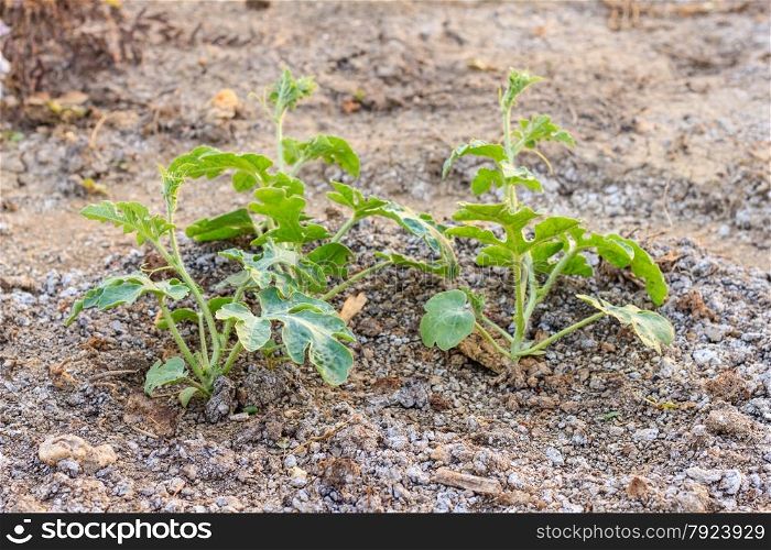 The watermelon plant in a vegetable garden
