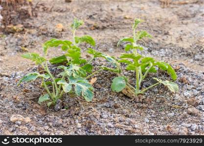 The watermelon plant in a vegetable garden