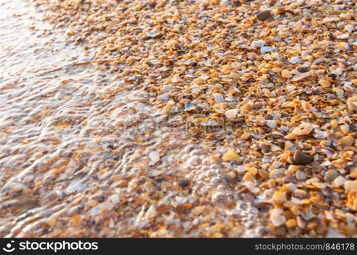 The wave washes small multi-colored sea shells on the sea beach