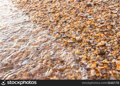 The wave washes small multi-colored sea shells on the sea beach