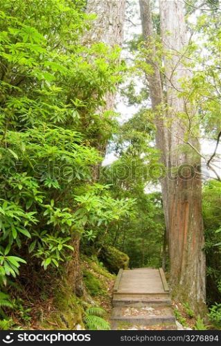 The way into nature, wooden walkway in forest.