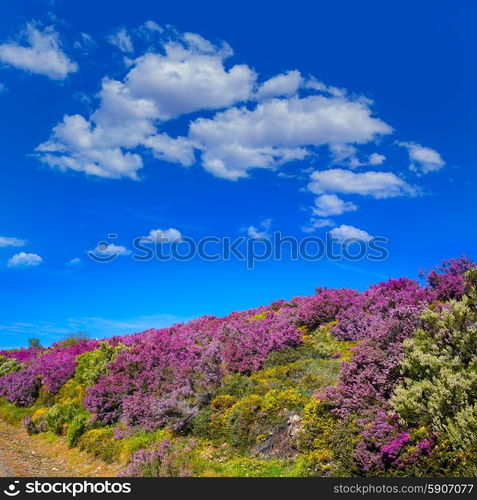 The way of Saint James in Leon Bierzo pink flowers mountains to cruz de Ferro