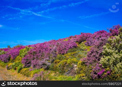 The way of Saint James in Leon Bierzo pink flowers mountains to cruz de Ferro