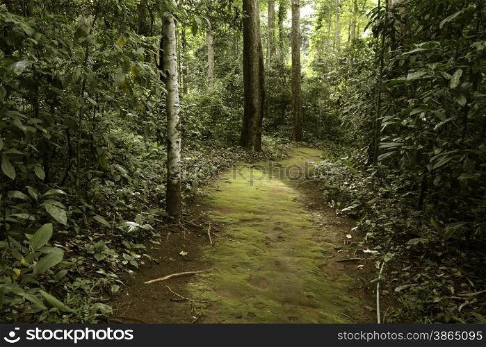 the way to the Pangmapha cave near the village of Soppong in the north provinz of Mae Hong Son in the north of Thailand in Southeastasia.. ASIA THAILAND MAE HONG SON SOPPONG