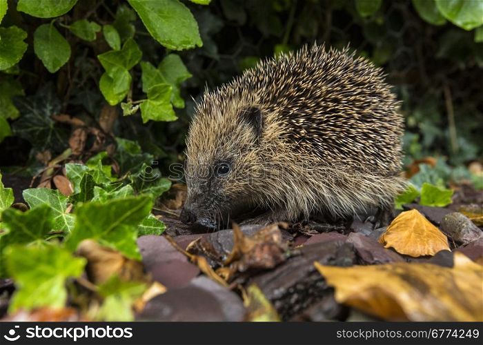 The Western Hedgehog - The only species of European hedgehog found in the British Isles (Erinaceus europaeus). A nocturnal insectivorous Old World mammal with a spiny coat and short legs, able to roll itself into a ball for defence.
