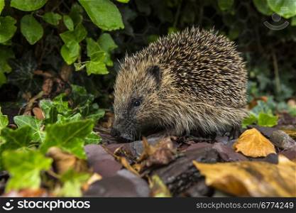 The Western Hedgehog - The only species of European hedgehog found in the British Isles (Erinaceus europaeus). A nocturnal insectivorous Old World mammal with a spiny coat and short legs, able to roll itself into a ball for defence.