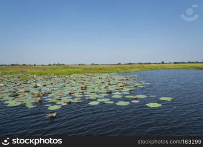 the wetlands in Thailand Ramsar Convention, Boraphet lake in Nakhonsawan 