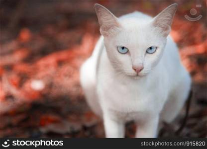 The white cat is staring and sitting on the red ground made from red Maple leaves in the park. Autumn or Spring season. Selective focus at the eyes, Animal and mammal concept , Season concept