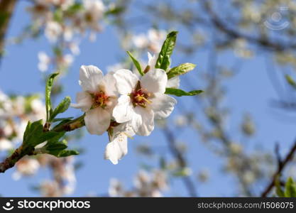 The White cherry blossoms with the first green leaves. White cherry blossoms with the first green leaves