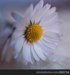 the white daisy flower