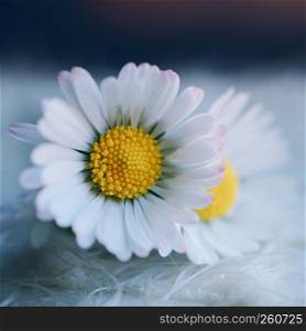 the white daisy flower in the garden