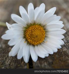 the white daisy flower in the garden                               