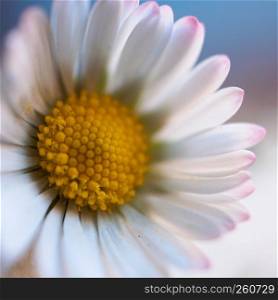 the white daisy flower in the garden in the nature