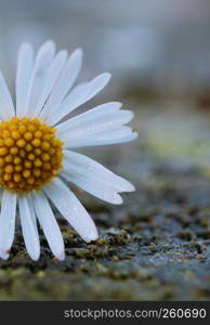 the white daisy flower in the nature