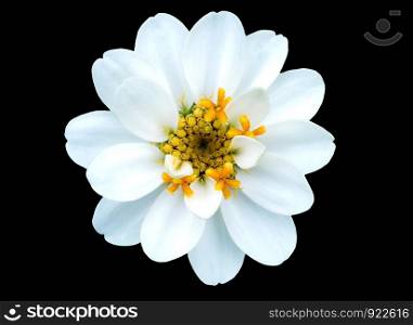 the white flower on black background