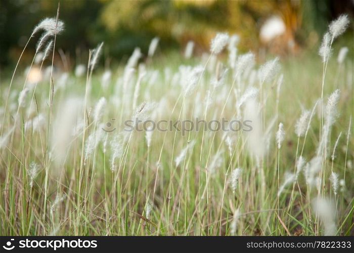 The white flowers of the grass to spread by the wind.