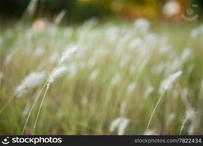 The white flowers of the grass to spread by the wind.