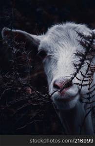 the white goat portrait