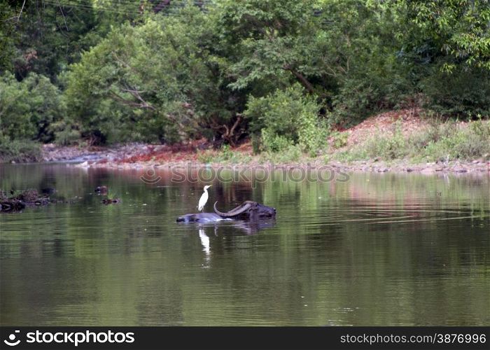 The white heron sits on a back of a buffalo in the river. India Goa.. The white heron sits on a back of a buffalo in the river. India Goa