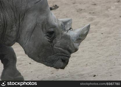 The white rhino (Ceratotherium simum) an endangered species . Das Breitmaulnashorn,(Ceratotherium simum) eine vom Aussterben bedrohte Tierart