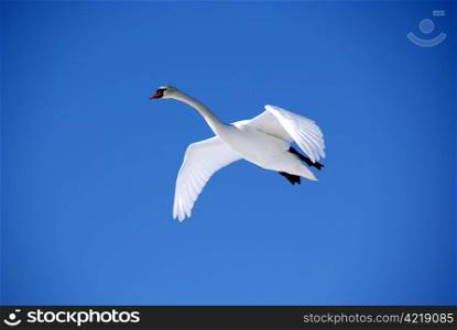 The white swan flies in the blue sky