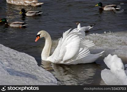 The white swan floats near to an edge of an ice