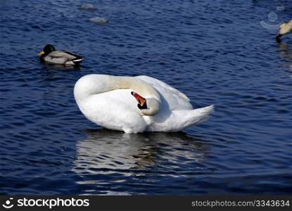 The white swan has closed eyes and sleeps