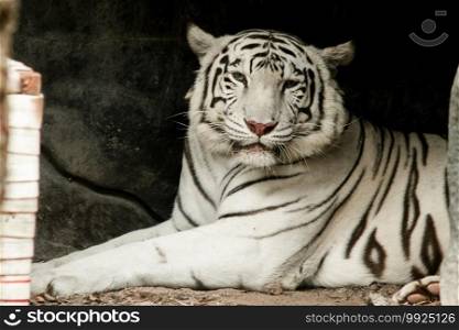 The White Tiger lay on the ground, gazing with frightening eyes. White Tiger  Panthera tigris  is characterized by its white coat. Caused by pigmentation disorders The white tiger eats meat.