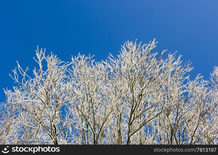 The white twigs of trees, covered by hoarfrost against a bright blue sky