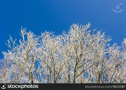 The white twigs of trees, covered by hoarfrost against a bright blue sky