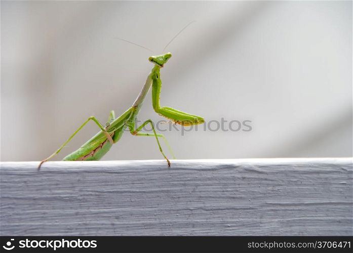 The wild carnivorous insect known as the Praying Mantis.