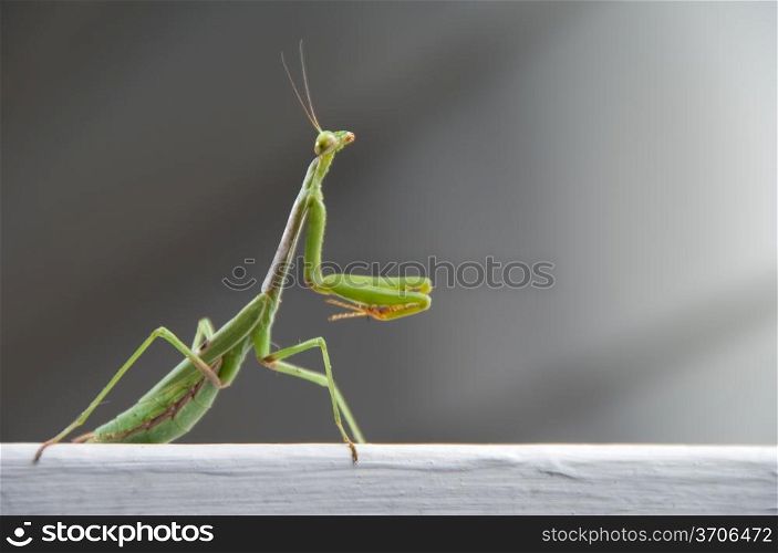 The wild carnivorous insect known as the Praying Mantis.