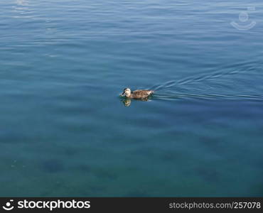 The wild duck is swimming in the lake