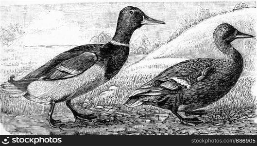 The wild duck, vintage engraved illustration. From Deutch Vogel Teaching in Zoology.