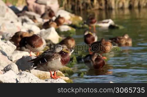 The wild ducks enjoy the rest