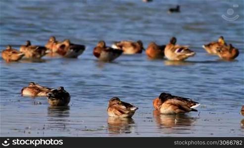 The wild ducks enjoy the rest