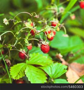 The wild strawberry bush in a forest