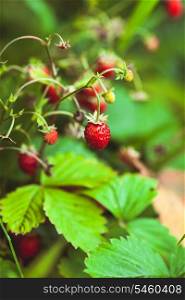 The wild strawberry bush in a forest