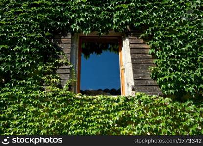 The Window on the Facade of a Wooden House Decorated with Wild Vine, City Saou, France