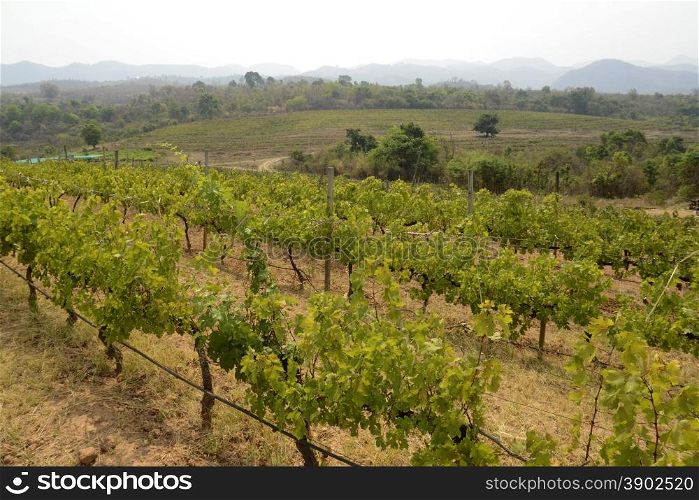 the Wine plantation of the Red Mountain Winery near the town of Nyaungshwe at the Inle Lake in the Shan State in the east of Myanmar in Southeastasia.. ASIA MYANMAR BURMA NYAUNGSHWE WINE